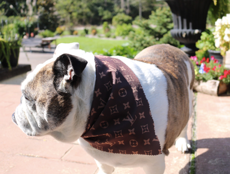Dog Bandana Brown Louis Vuitton Inspired for Sale – Sister Sue's Closet