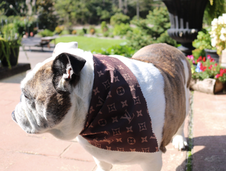 Dog Bandana Brown Louis Vuitton Inspired for Sale – Sister Sue's