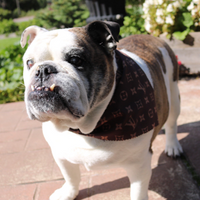 Dog Bandana Brown Inspired - Sister Sue's Closet