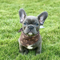 Dog Bandana Brown Inspired - Sister Sue's Closet