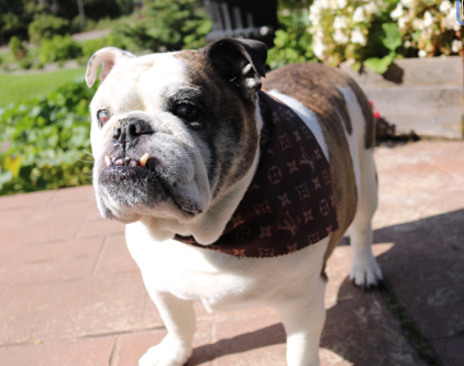 Louis Vuitton Inspired Dog Bandana/ Scarf large 